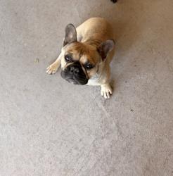 Lost Female Dog last seen Sabio/Maravillas, Horizon City, TX 79928