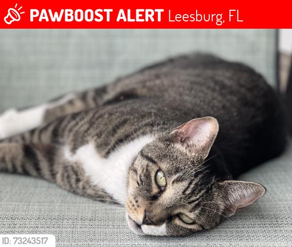 Lost Female Cat last seen Plantation Boulevard and 27, Leesburg, FL 34748