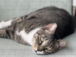 Lost Female Cat last seen Plantation Boulevard and 27, Leesburg, FL 34748
