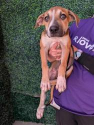 Shelter Stray Male Dog last seen Near MAGOFFIN AVE, CITY of El Paso, TX, 5001 Fred Wilson Ave, El Paso, TX 79906, USA