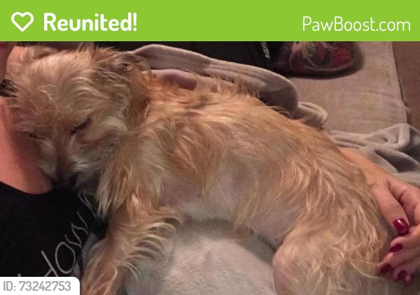 Reunited Male Dog last seen Near sequoia cir, Wildomar, CA 92595