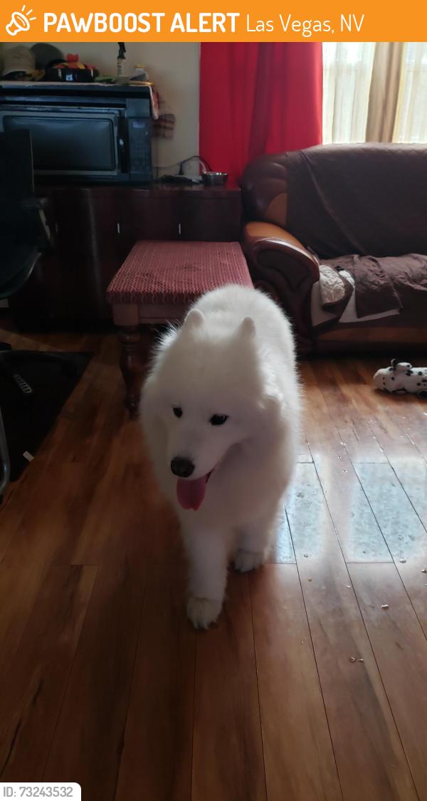 Found/Stray Unknown Dog last seen Famiglia Dr and Dean Martin or Valley View, Las Vegas, NV 89141