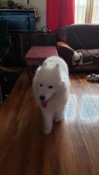Found/Stray Unknown Dog last seen Famiglia Dr and Dean Martin or Valley View, Las Vegas, NV 89141