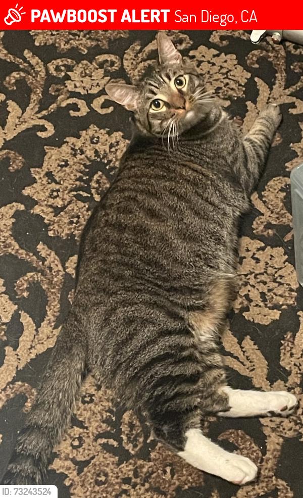 Lost Male Cat last seen Orleck and santo, San Diego, CA 92124