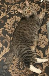 Lost Male Cat last seen Orleck and santo, San Diego, CA 92124