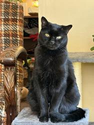 Lost Male Cat last seen Douglas st. Mississaga st, Orillia, ON 