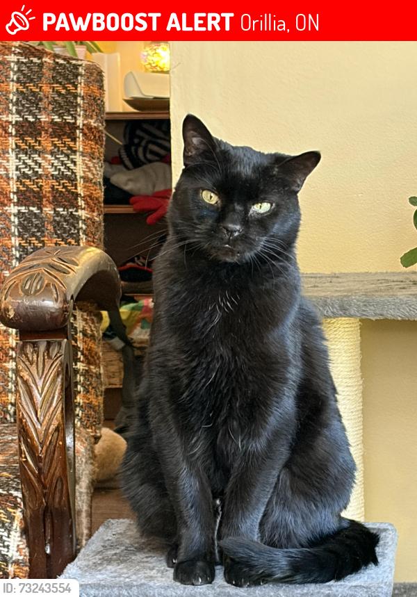 Lost Male Cat last seen Douglas st. Mississaga st, Orillia, ON 