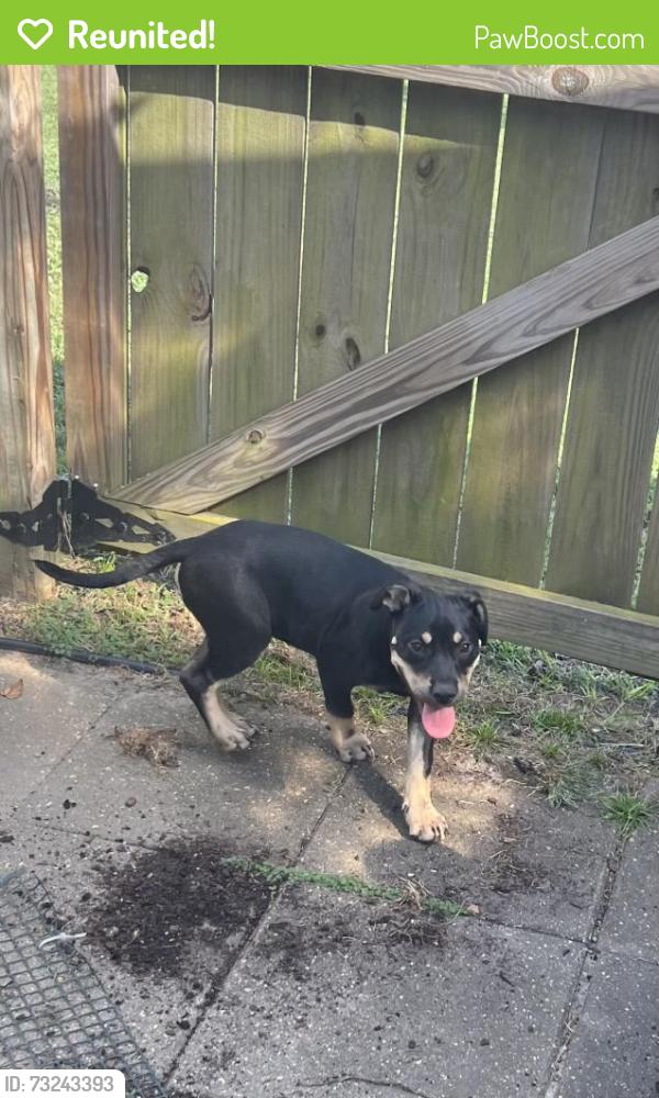 Reunited Male Dog last seen Cabral St., Pensacola, FL 32503