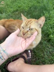 Found/Stray Male Cat last seen Goslen Dr, Forsyth County, NC 27040