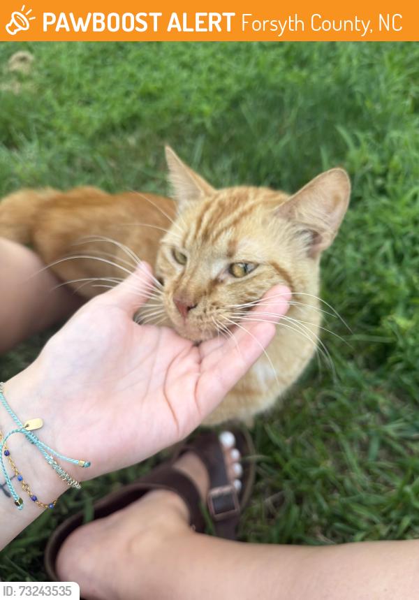 Found/Stray Male Cat last seen Goslen Dr, Forsyth County, NC 27040