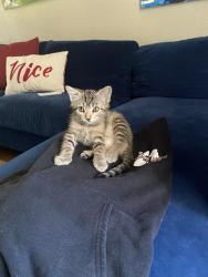Lost Female Cat last seen Home. Brighton Avenue, The Village, OK 73120