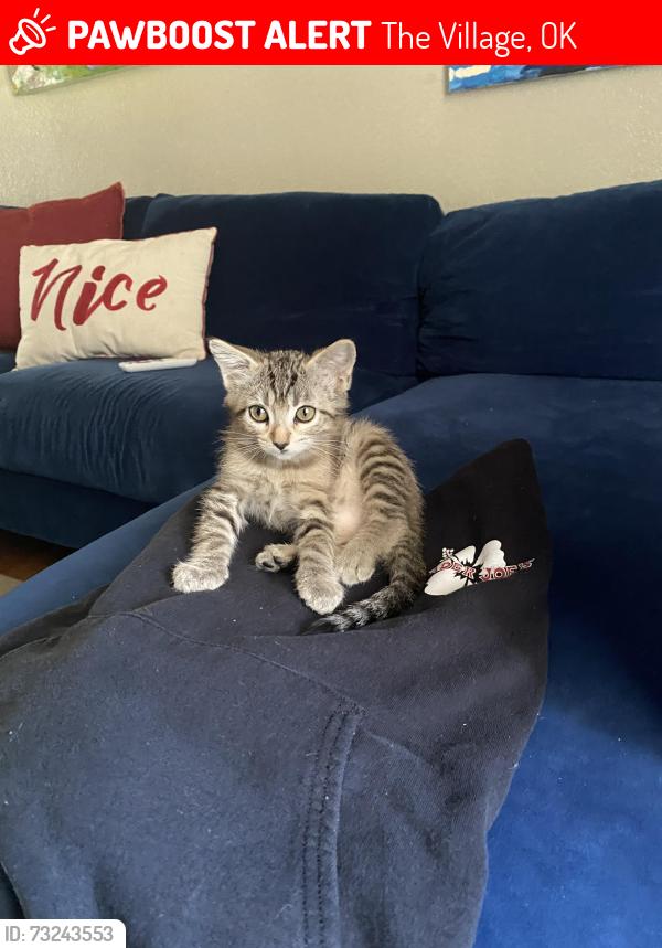 Lost Female Cat last seen Home. Brighton Avenue, The Village, OK 73120