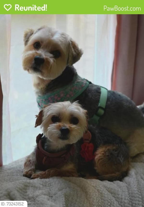 Reunited Female Dog last seen Hummer and championship drive, Annandale, VA 22003