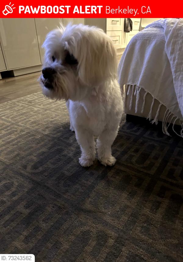Lost Female Dog last seen Grant / Oregon, Berkeley, CA 94703