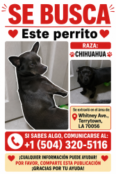 Lost Male Dog last seen Whitney, Terrytown, LA 70053