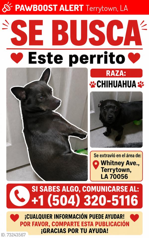Lost Male Dog last seen Whitney, Terrytown, LA 70053
