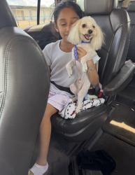 Lost Male Dog last seen vine, Tyler, TX 75703