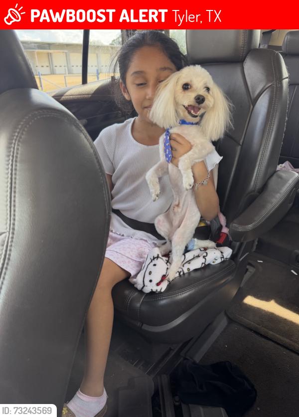 Lost Male Dog last seen vine, Tyler, TX 75703