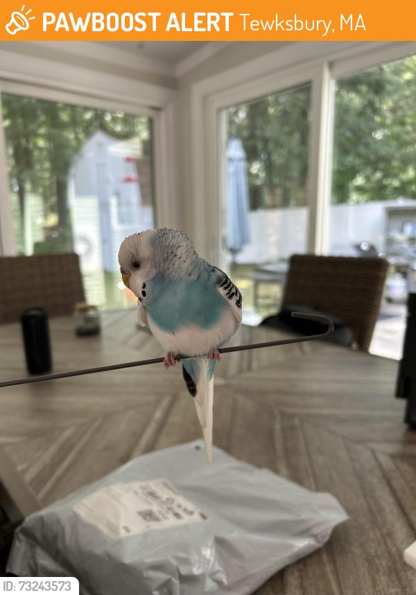 Rehomed Unknown Bird last seen Near wamesit, Tewksbury, MA 01876
