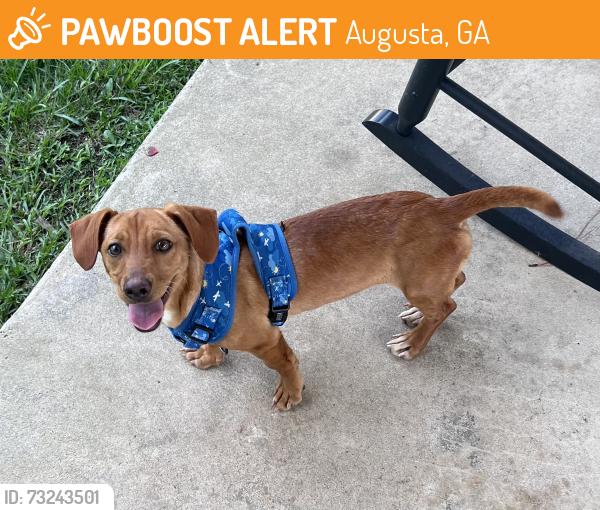 Found/Stray Female Dog last seen Unsure, Augusta, GA 30904