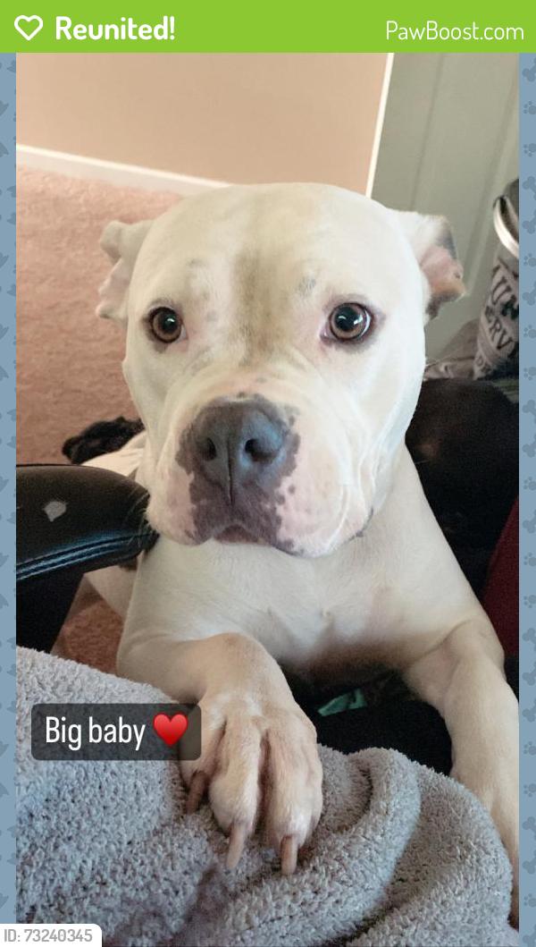 Reunited Female Dog last seen Intersection of Spivey and jonquil way, Douglasville, GA 30134