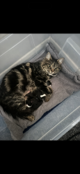 Lost Female Cat last seen Send Surrey, Send, England GU23 7EZ