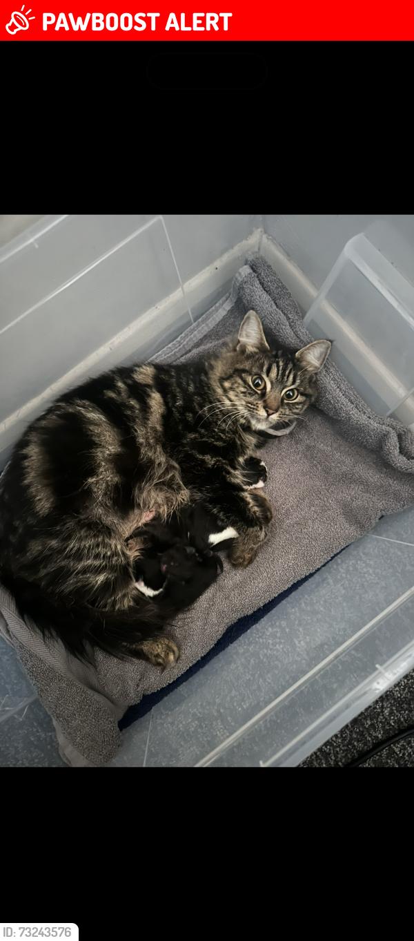 Lost Female Cat last seen Send Surrey, Send, England GU23 7EZ