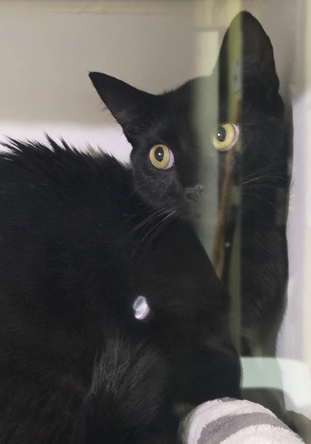 Shelter Stray Female Cat last seen Peach Street, El Cajon, CA, 92021, El Cajon, CA 92020, USA