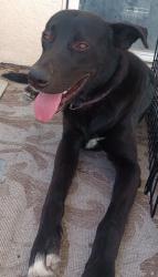 Shelter Stray Male Dog last seen Airport Road, Oceanside, CA, 92058, Oceanside, CA 92058, USA