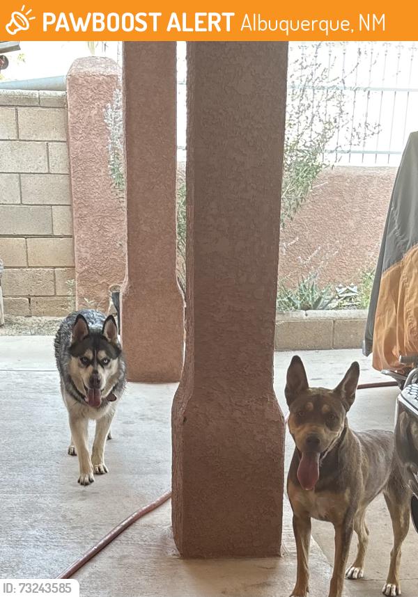 Found/Stray Unknown Dog last seen Pat Hurley Park, Albuquerque, NM 87105