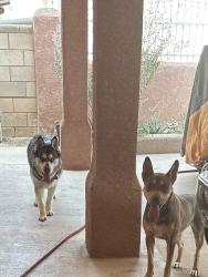 Found/Stray Unknown Dog last seen Pat Hurley Park, Albuquerque, NM 87105