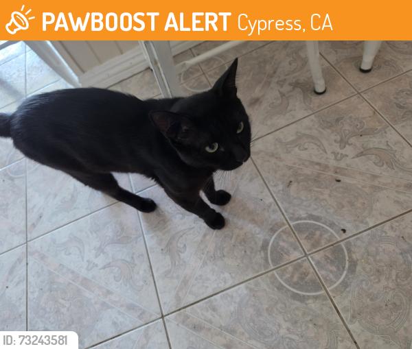 Found/Stray Male Cat last seen Carob n crescent in cypress ca 90640, Cypress, CA 90630