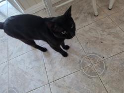 Found/Stray Male Cat last seen Carob n crescent in cypress ca 90640, Cypress, CA 90630