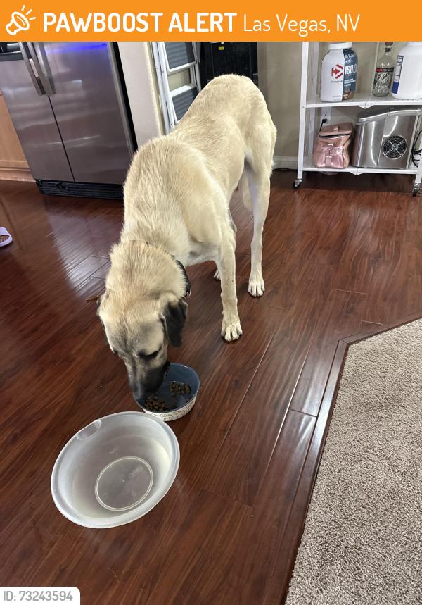 Found/Stray Male Dog last seen Rainbow and Windmill, Las Vegas, NV 89139