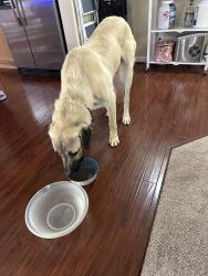 Found/Stray Male Dog last seen Rainbow and Windmill, Las Vegas, NV 89139