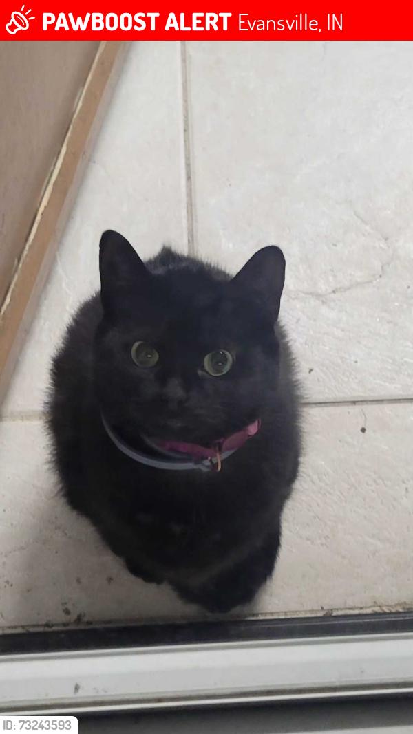 Lost Female Cat last seen Berkeley and Concord Blvd, Evansville, IN 47710