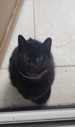 Lost Female Cat last seen Berkeley and Concord Blvd, Evansville, IN 47710