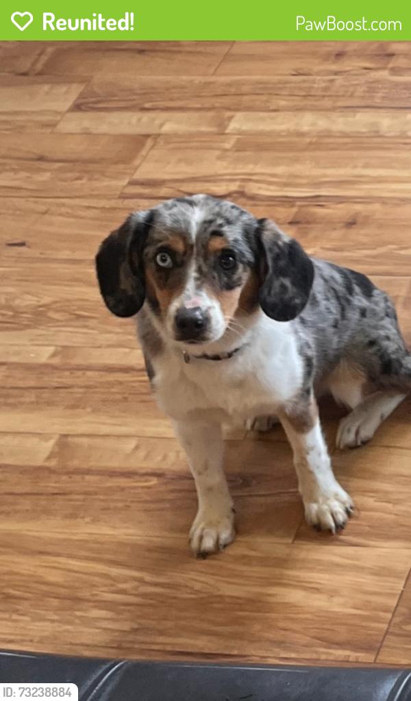 Reunited Female Dog last seen Jonesboro, McDonough, GA 30253