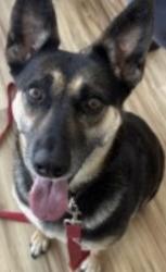 Found/Stray Female Dog last seen Crowley Park, Richardson, TX 75082