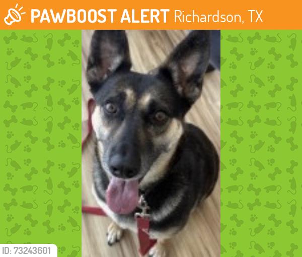 Found/Stray Female Dog last seen Crowley Park, Richardson, TX 75082