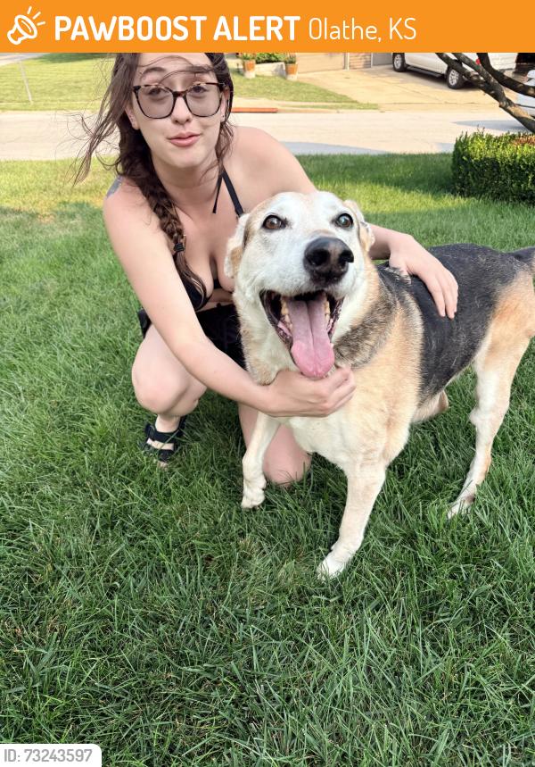 Found/Stray Male Dog last seen 112th and Penrose, Olathe, KS 66061