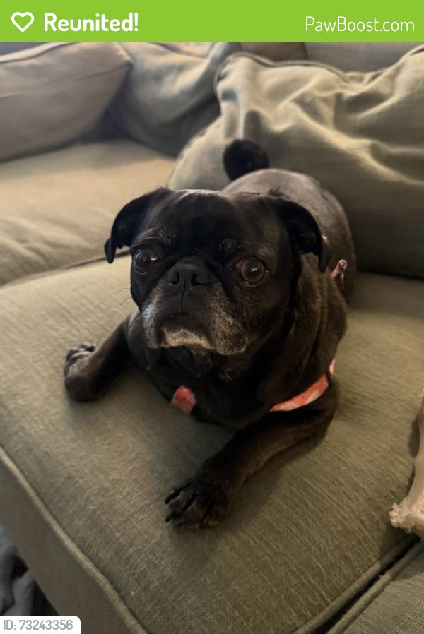 Reunited Female Dog last seen 180th & Bothell-Everett Highway, Mill Creek, WA 98012