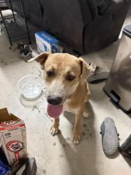Found/Stray Male Dog last seen 75th and baseline, Phoenix, AZ 85339