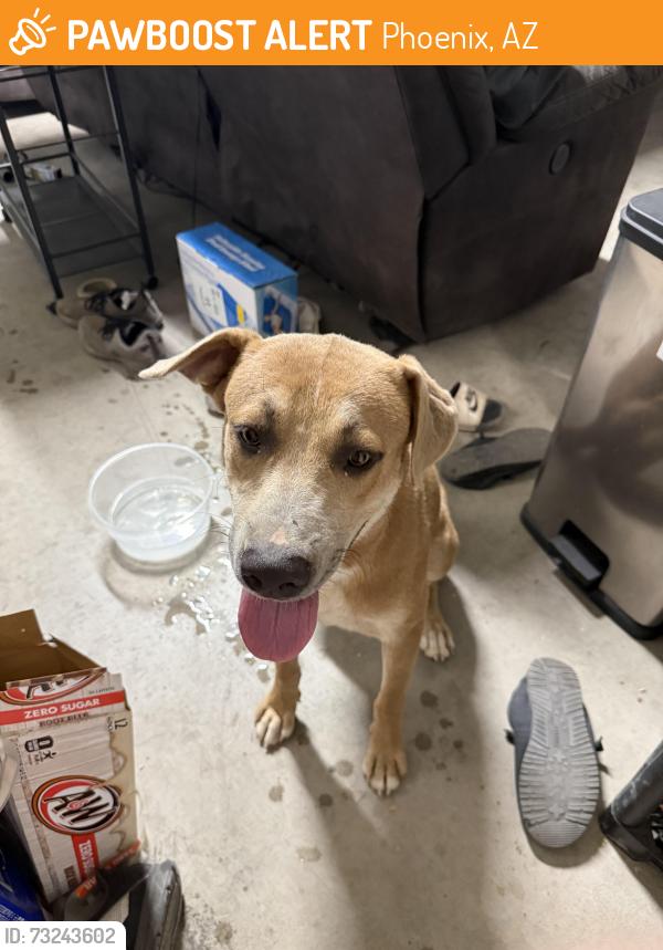 Found/Stray Male Dog last seen 75th and baseline, Phoenix, AZ 85339