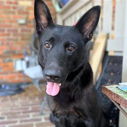 Shelter Stray Female Dog last seen , 2350 Appling City Cove, Memphis, TN 38133, USA