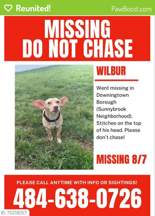 Reunited Male Dog last seen Wallace avenue Downingtown, Downingtown, PA 19335