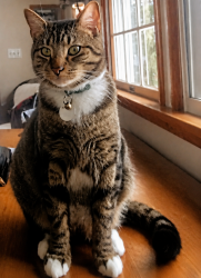 Lost Male Cat last seen Korbels Woods / Depot St / West Jeannette / Penn, Penn, PA 15675