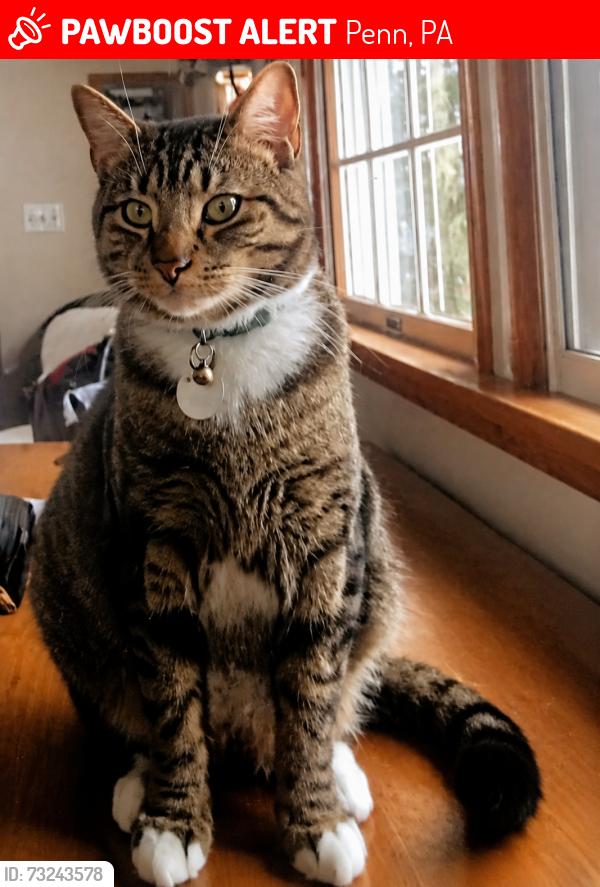 Lost Male Cat last seen Korbels Woods / Depot St / West Jeannette / Penn, Penn, PA 15675