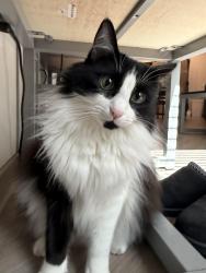 Reunited Female Cat last seen corner of cyndi cr by the street, Chico, CA 95973