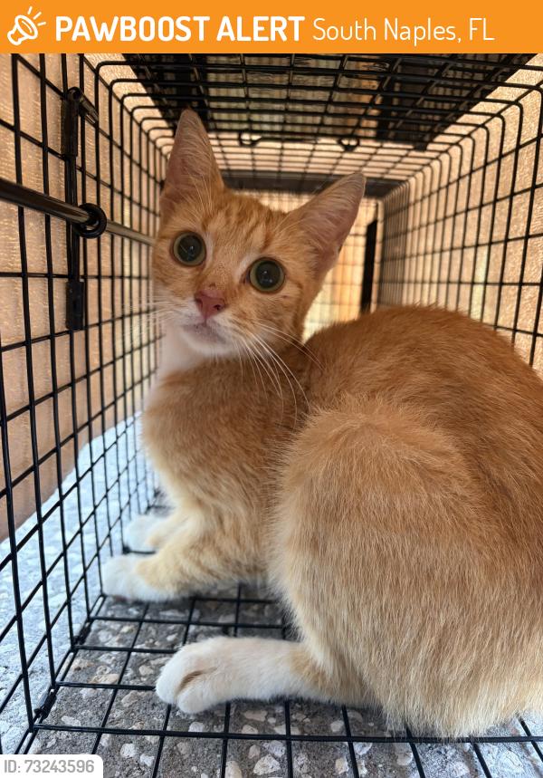 Found/Stray Male Cat last seen Broward st, near Lely HS, South Naples, FL 34113